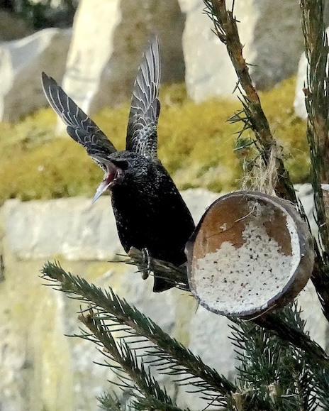 starling